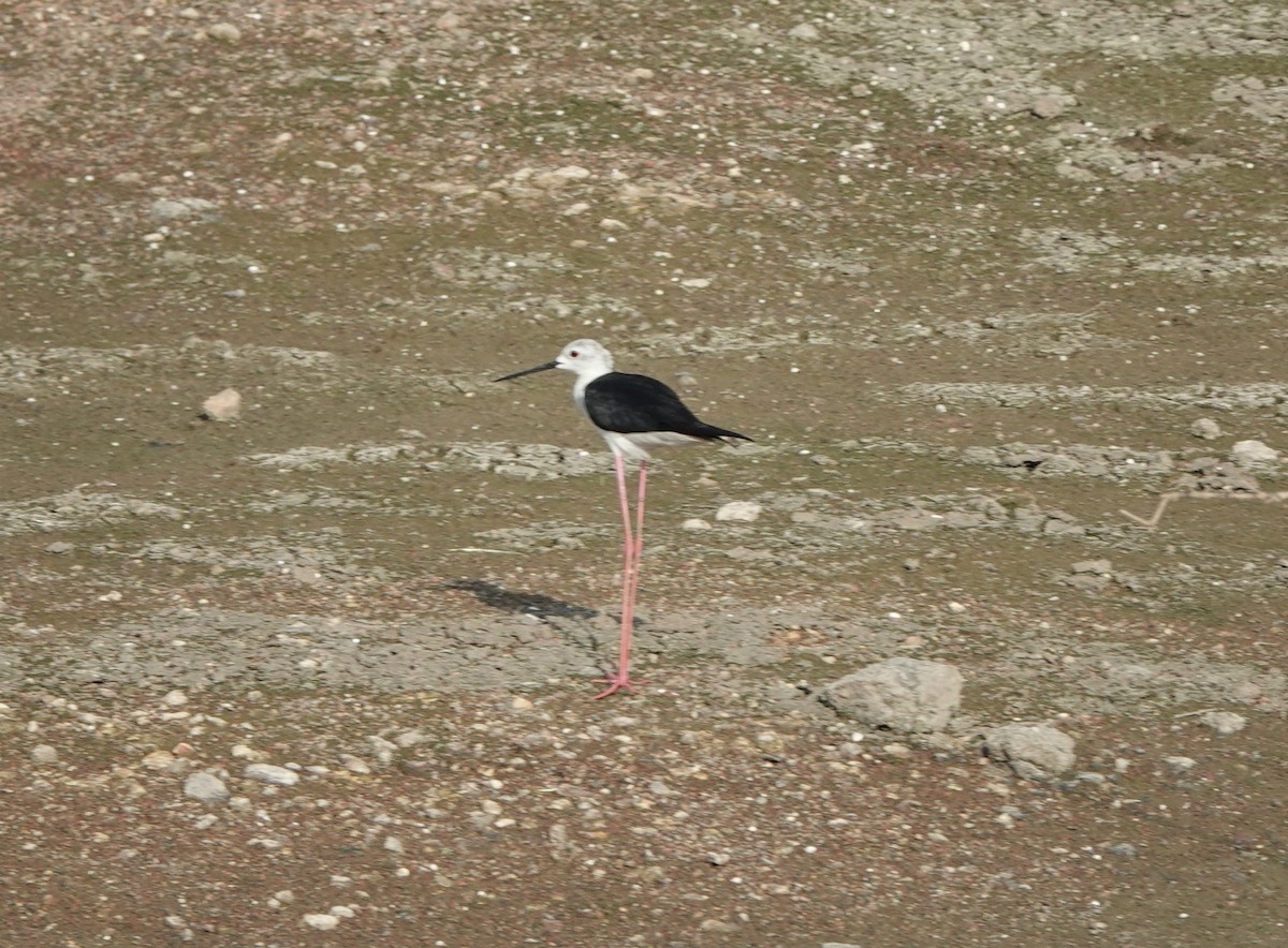 Black-winged Stilt - ML620886617