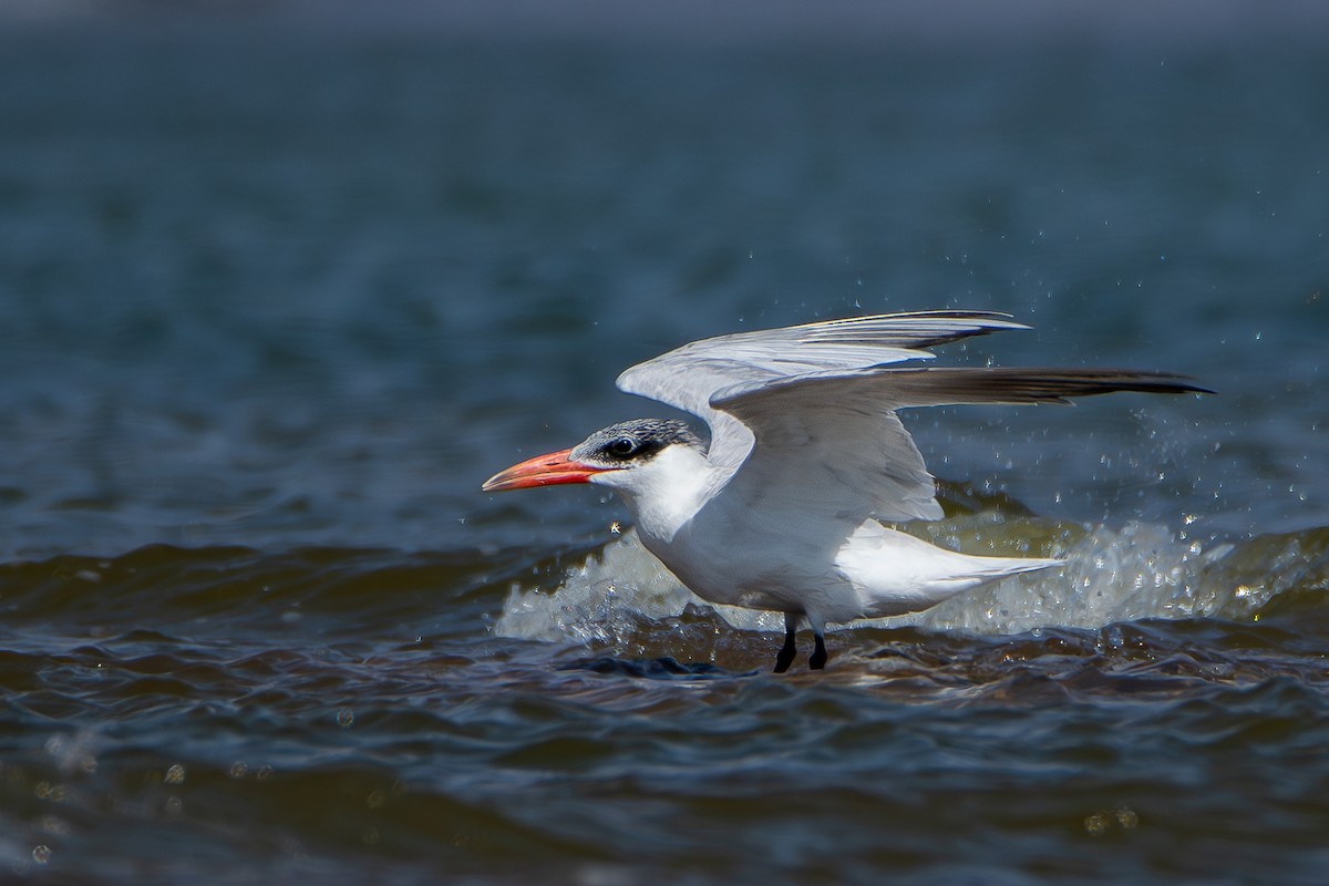 Caspian Tern - ML620886618