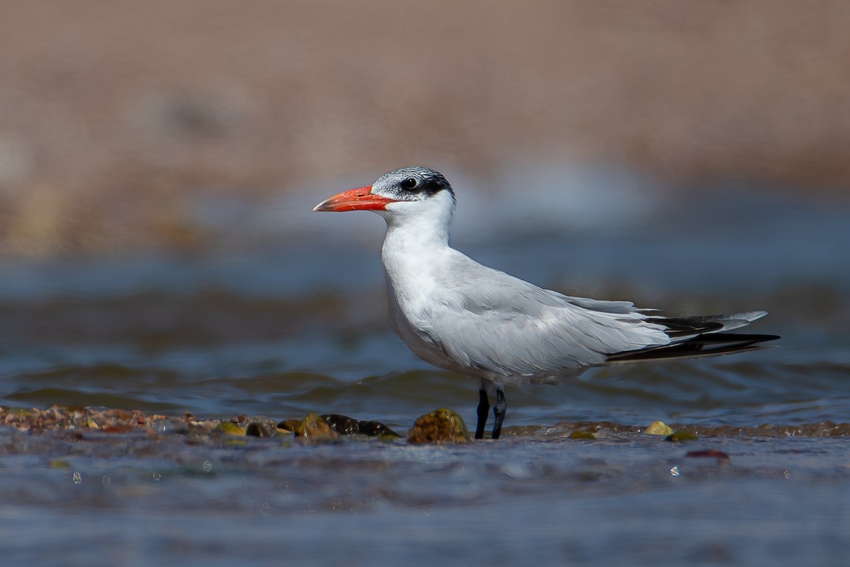 Caspian Tern - ML620886619