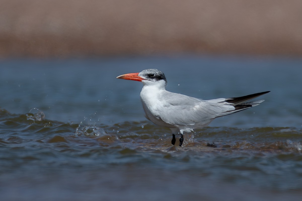 Caspian Tern - ML620886620