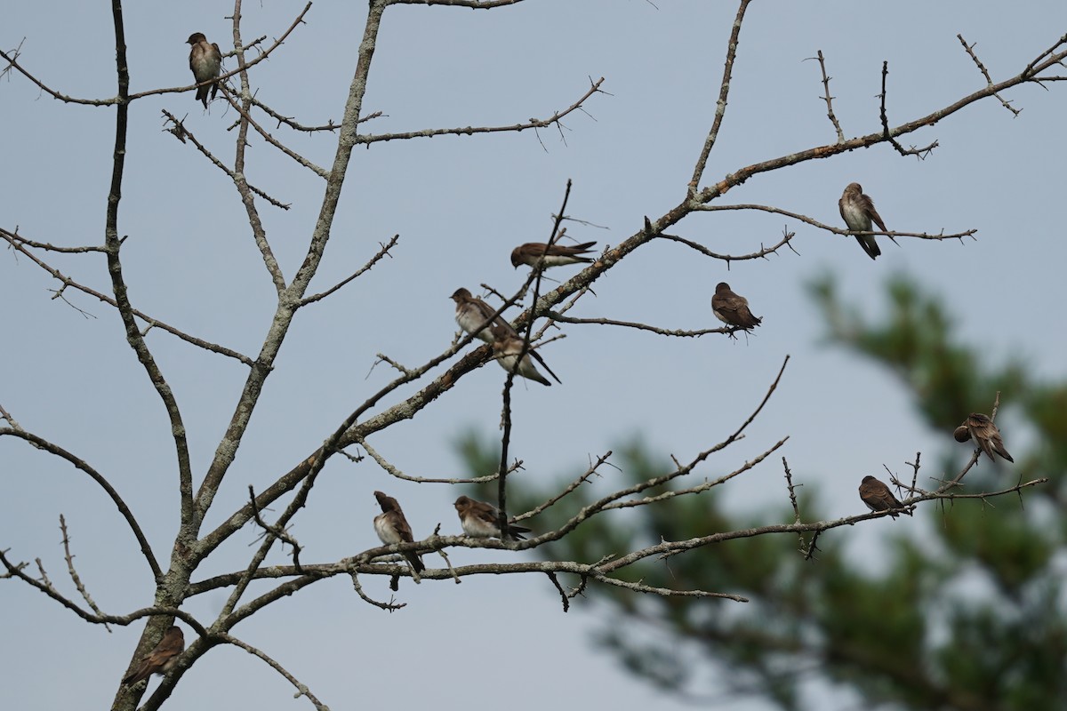 Northern Rough-winged Swallow - ML620886622