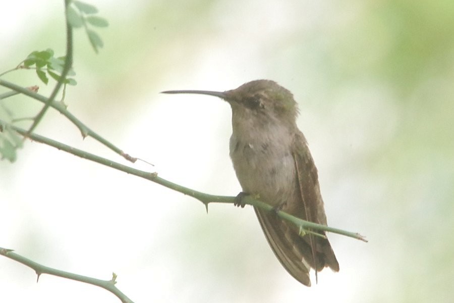 Black-chinned Hummingbird - ML620886625