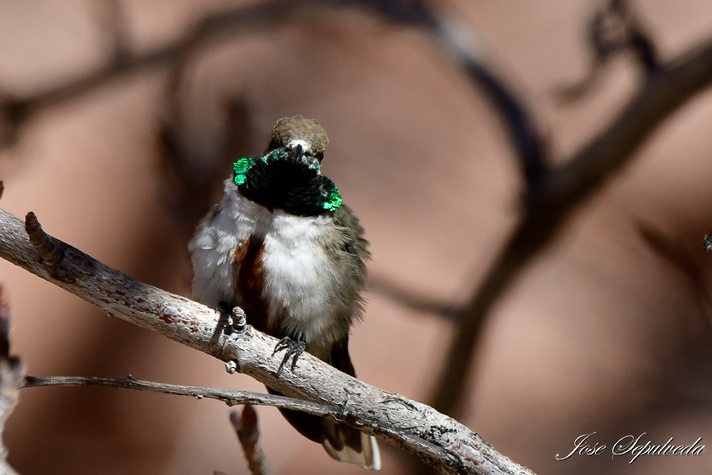 Colibrí Puneño - ML620886635