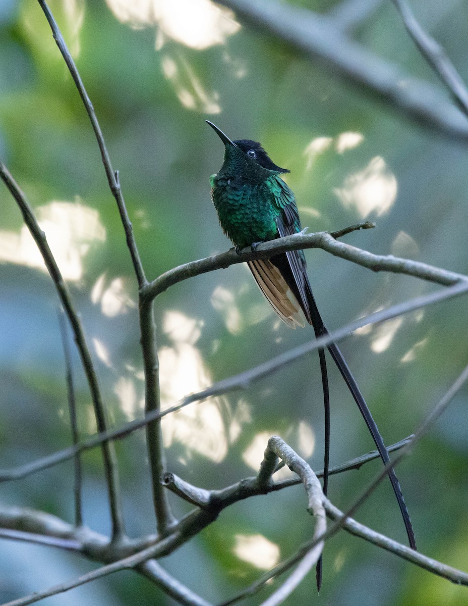 Black-billed Streamertail - ML620886641