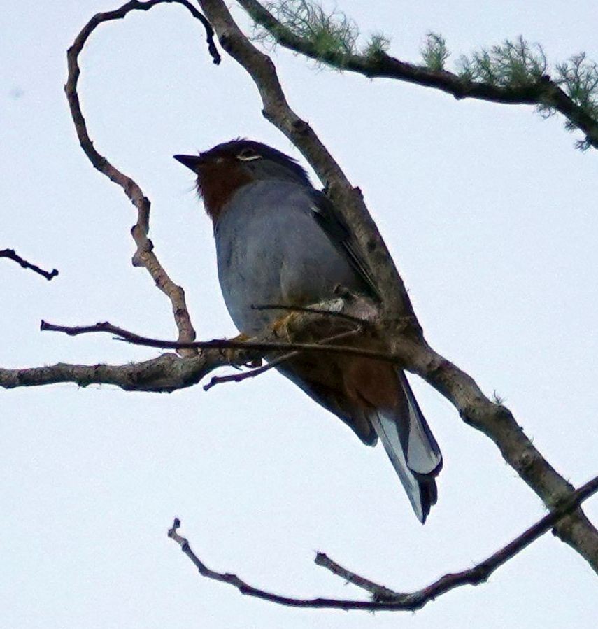 Rufous-throated Solitaire - ML620886644