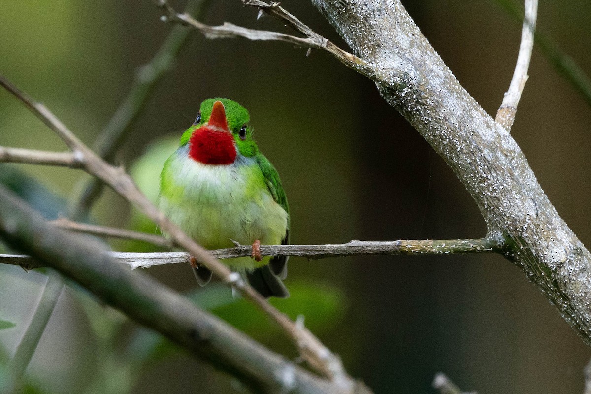 Jamaican Tody - ML620886646