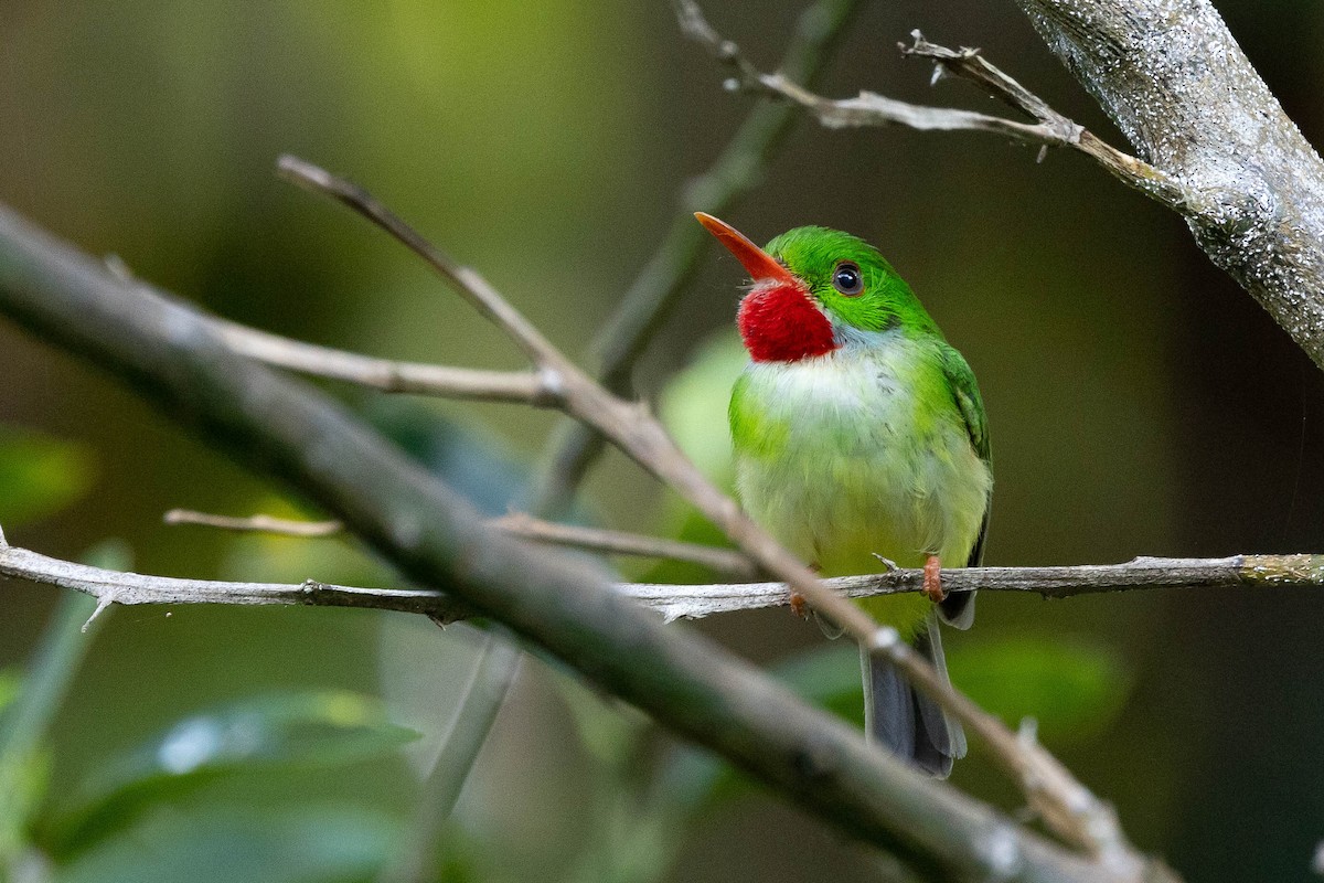 Jamaican Tody - ML620886647