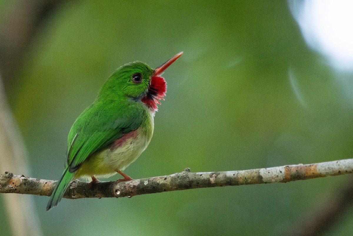 Jamaican Tody - ML620886649