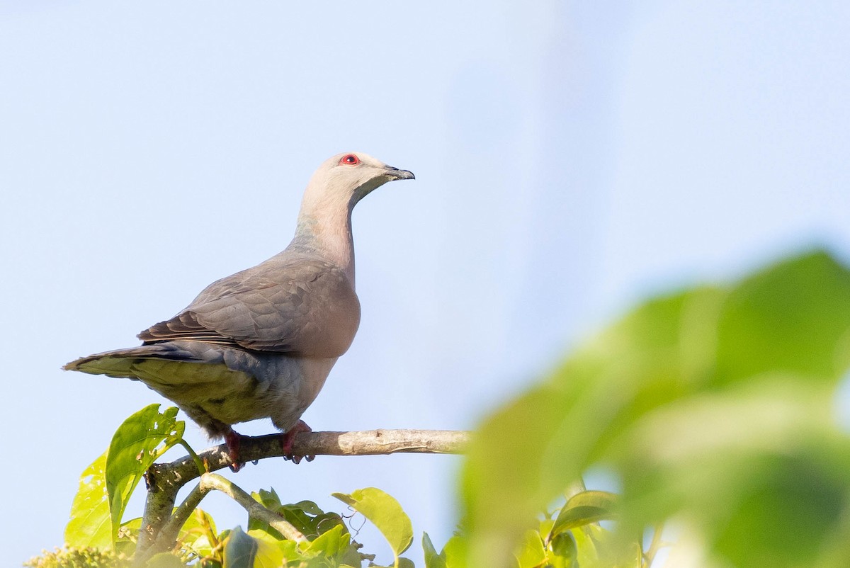 Ring-tailed Pigeon - ML620886650