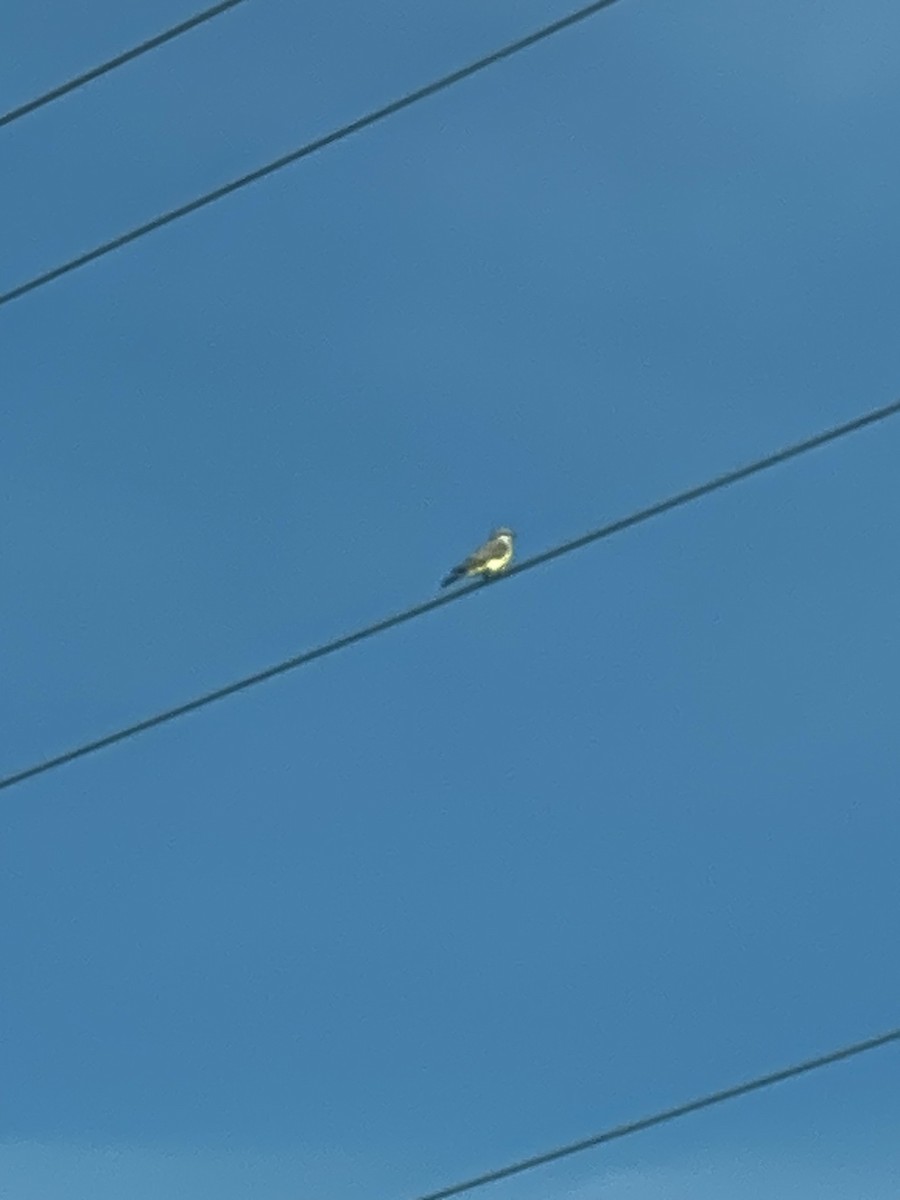 Western Kingbird - ML620886655