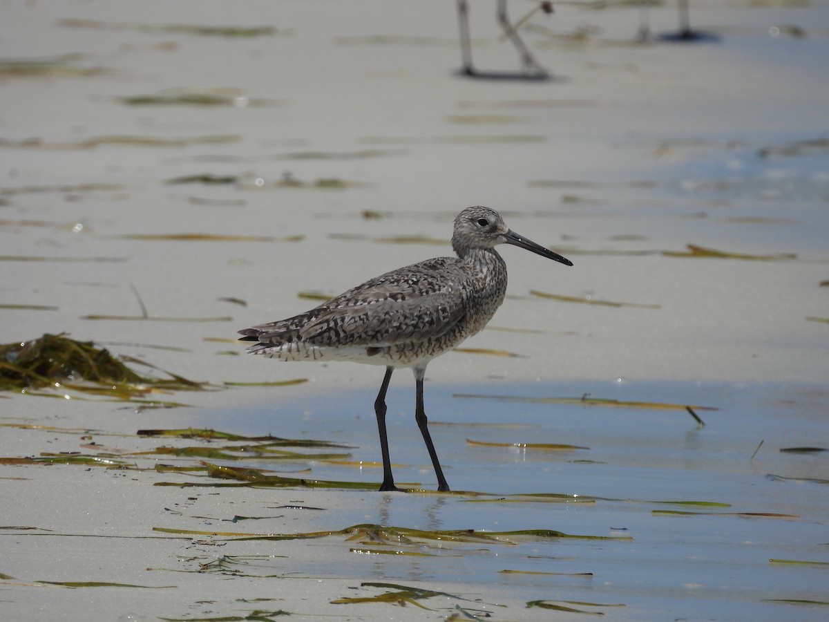 Willet - ML620886659