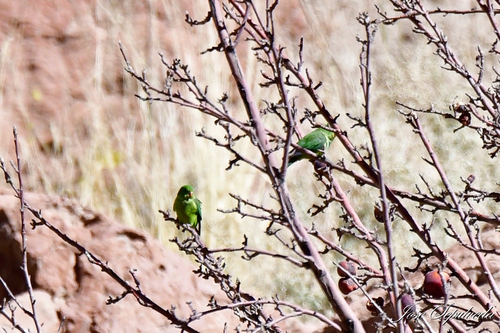 Mountain Parakeet - ML620886662