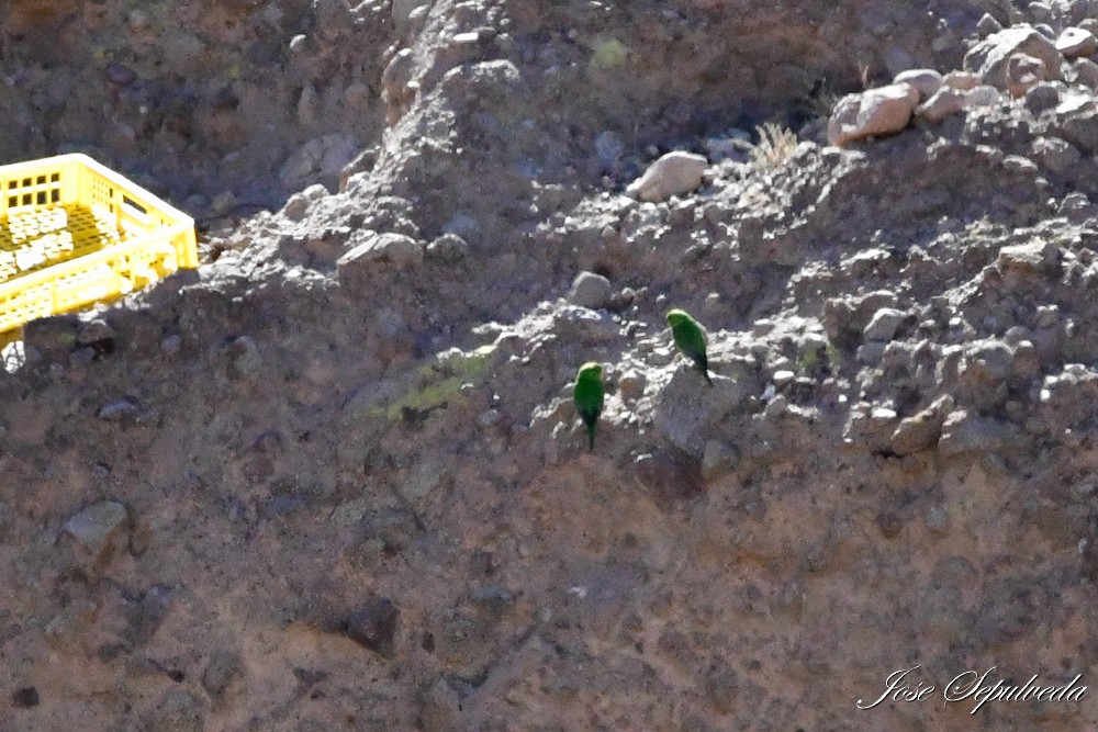 Mountain Parakeet - José Sepúlveda