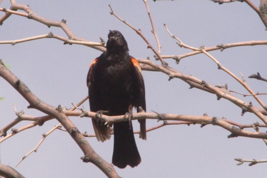 Red-winged Blackbird - ML620886664