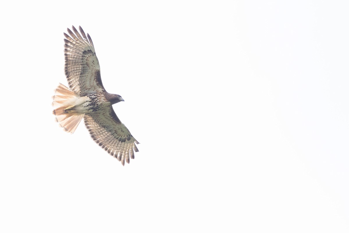 Red-tailed Hawk (jamaicensis) - Doug Gochfeld