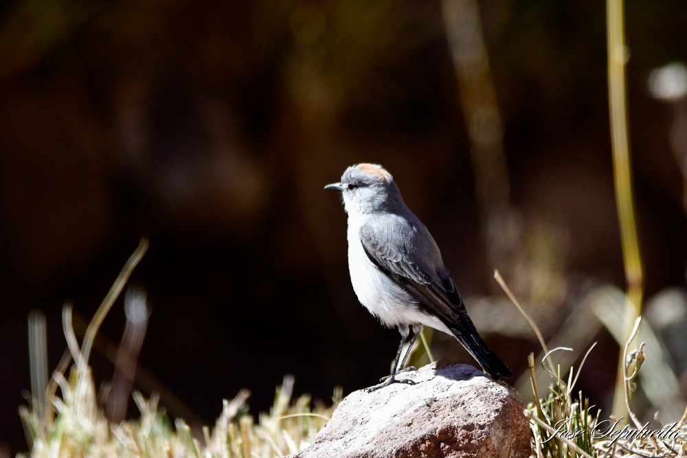 Rufous-naped Ground-Tyrant - ML620886678