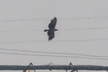 Greater Spotted Eagle - ML620886680