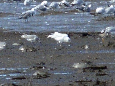 goéland sp. (Larus sp.) - ML620886685