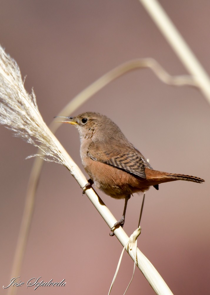 House Wren - ML620886691