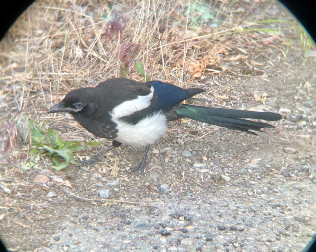 Black-billed Magpie - ML620886705