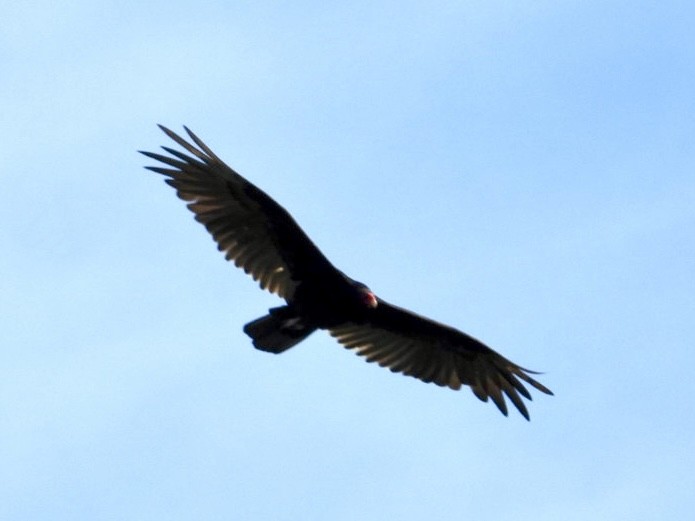 Turkey Vulture - ML620886709