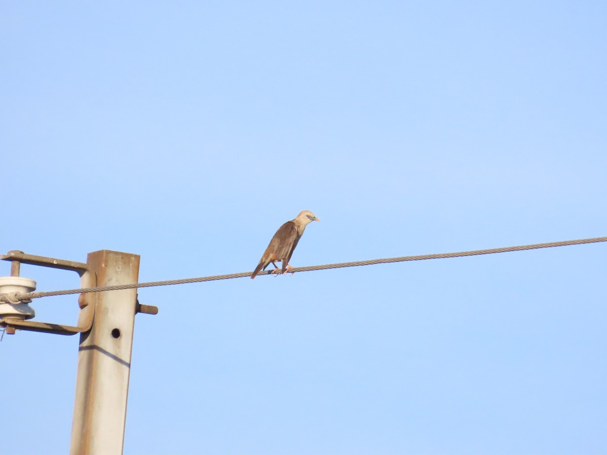 Chestnut-tailed Starling - ML620886710