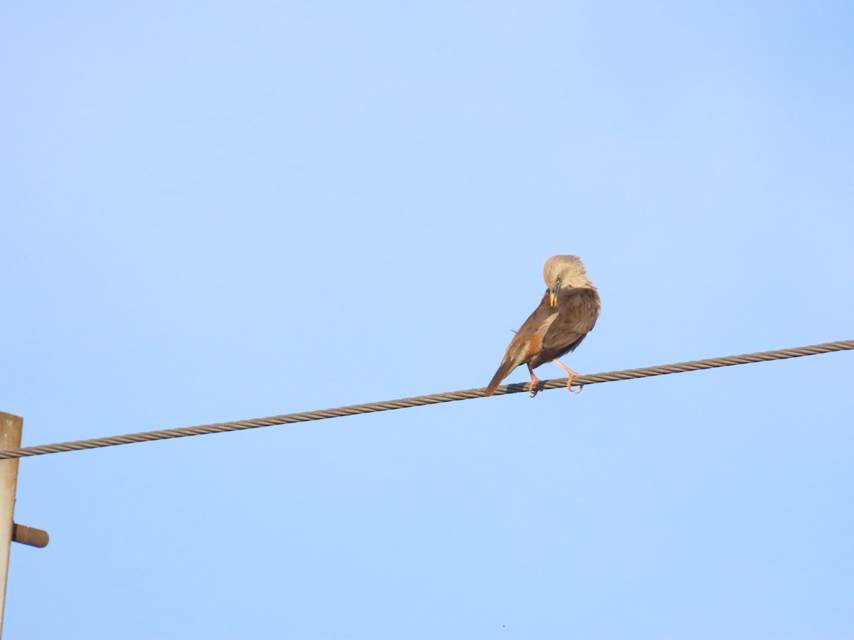 Chestnut-tailed Starling - ML620886711