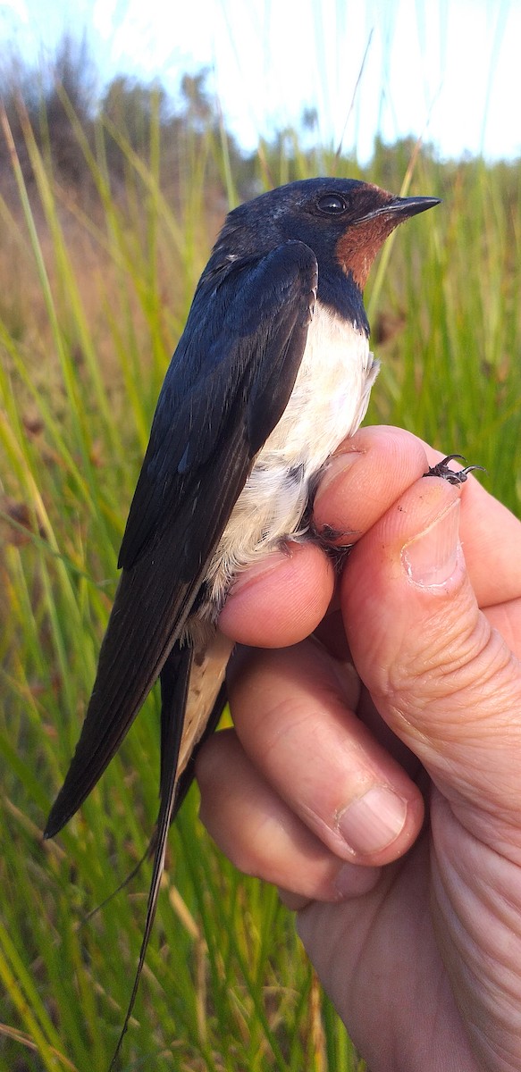 Barn Swallow - ML620886720