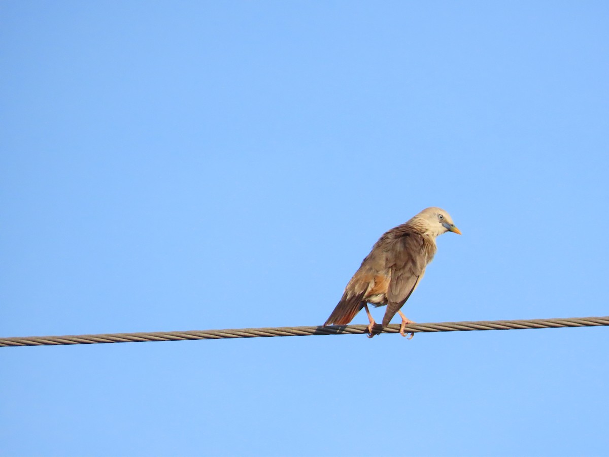 Chestnut-tailed Starling - ML620886721