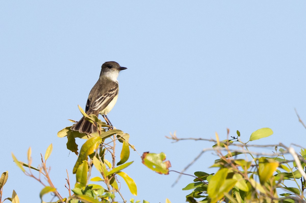 Stolid Flycatcher - ML620886732