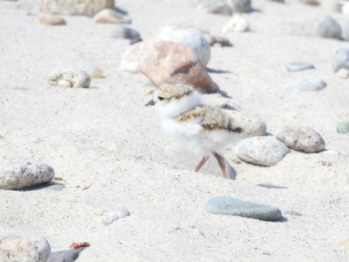 Piping Plover - ML620886735