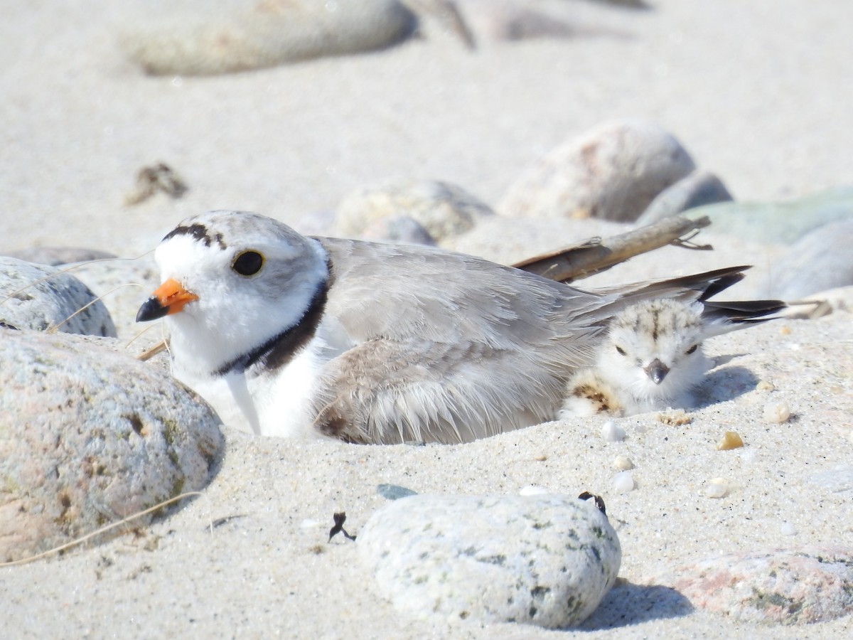Piping Plover - ML620886736