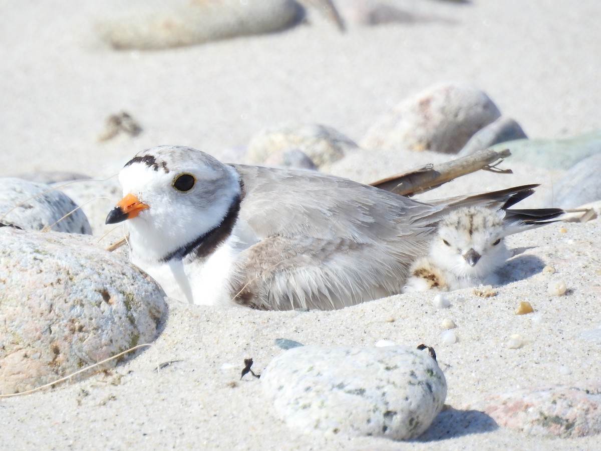 Piping Plover - ML620886737