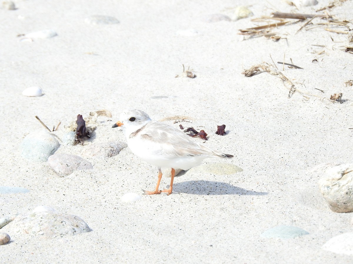 Piping Plover - ML620886738