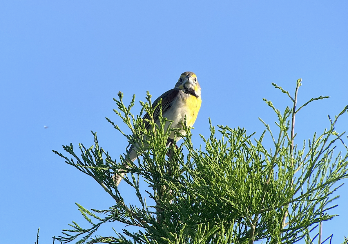 Dickcissel - ML620886739