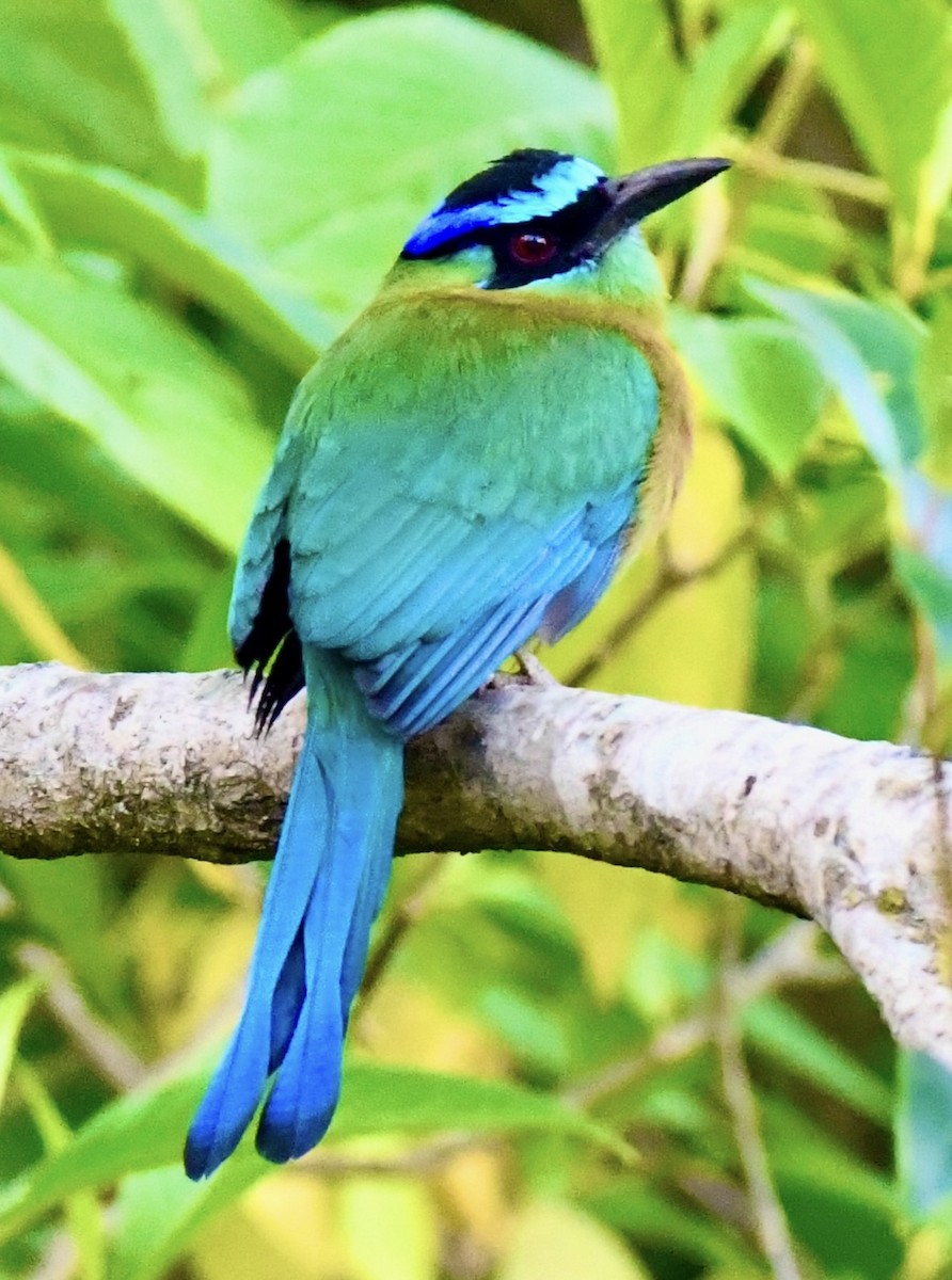 Lesson's Motmot - ML620886743