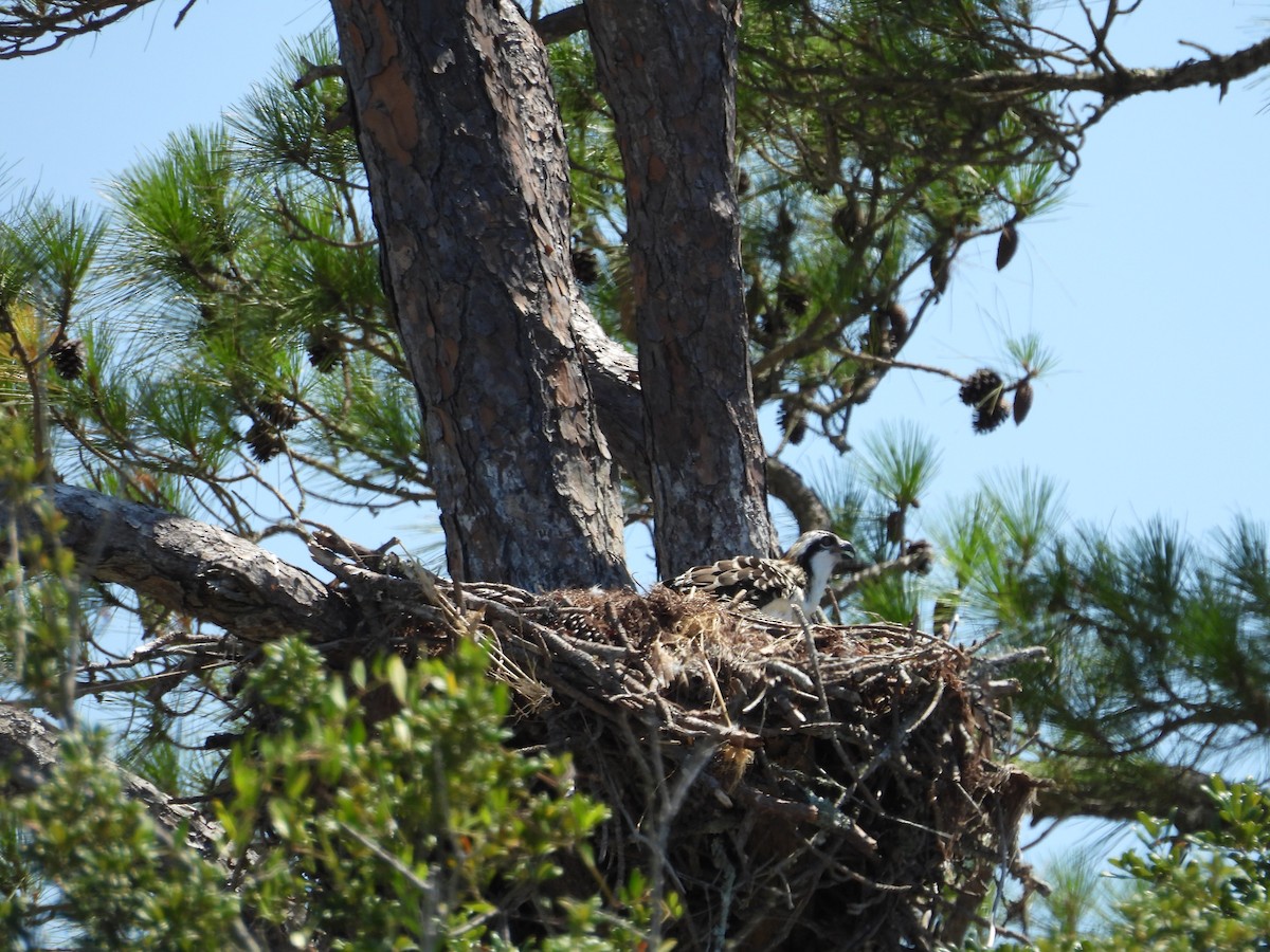 Osprey - ML620886749