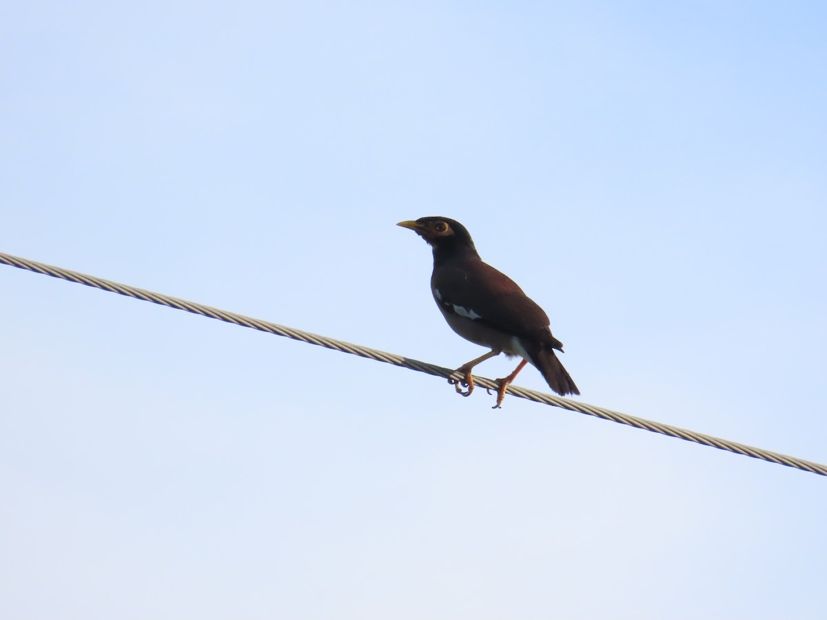 Common Myna - ML620886751