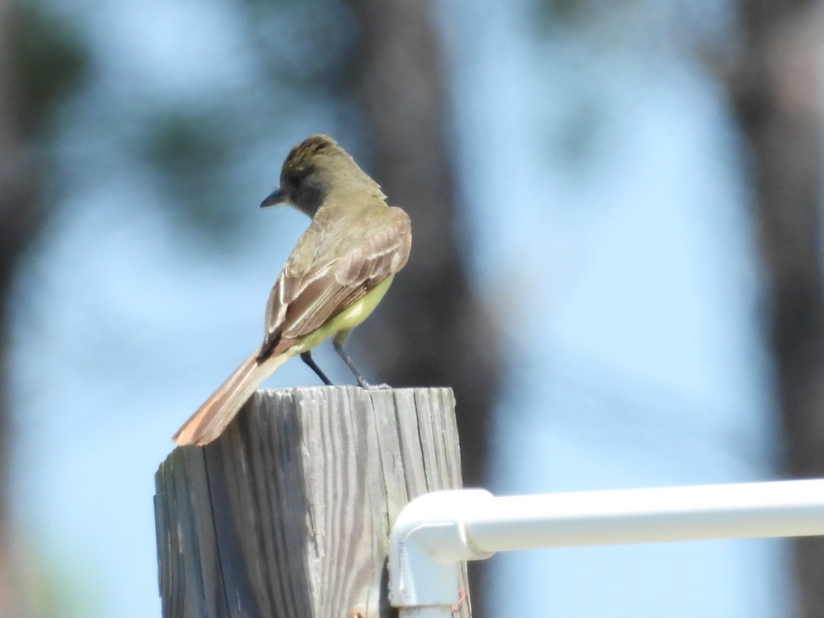 Great Crested Flycatcher - ML620886757