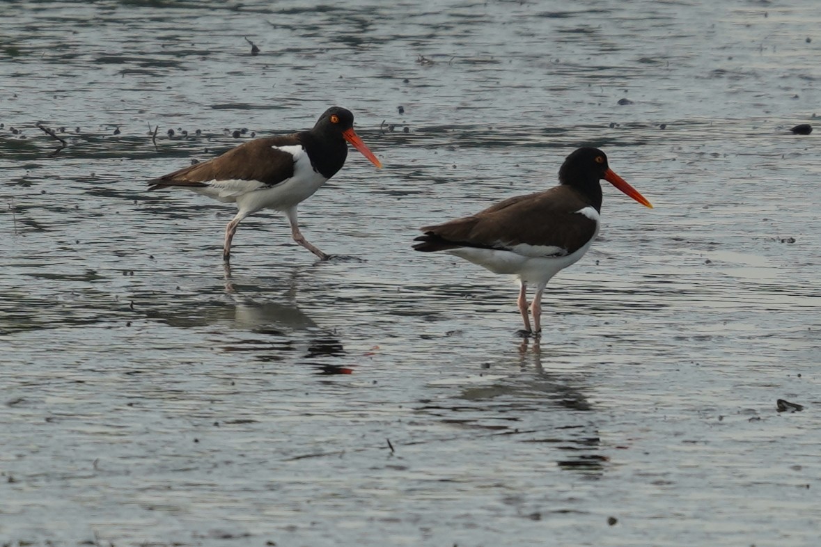 American Oystercatcher - ML620886771