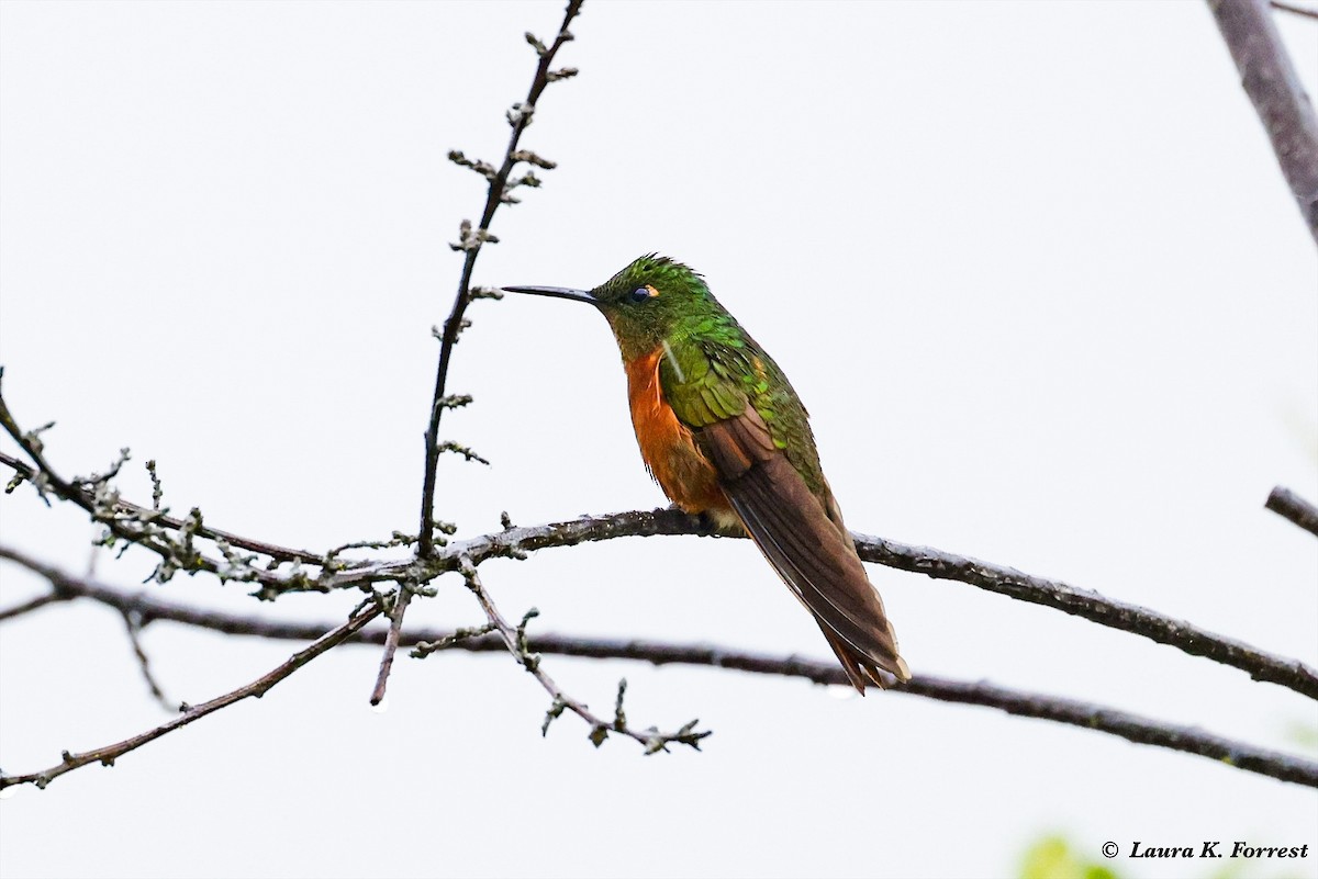 Chestnut-breasted Coronet - ML620886772