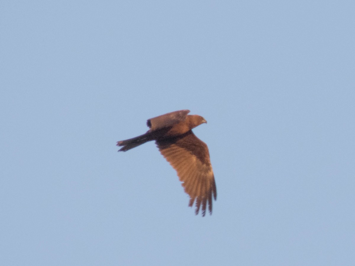 Western Marsh Harrier - ML620886778