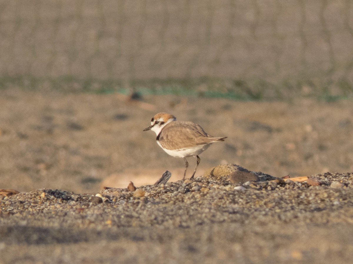 Kentish Plover - ML620886784