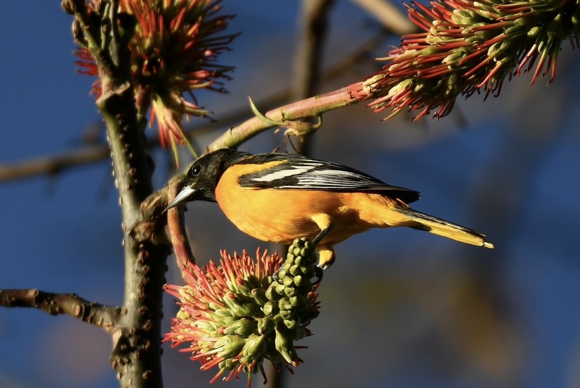 Baltimore Oriole - ML620886789