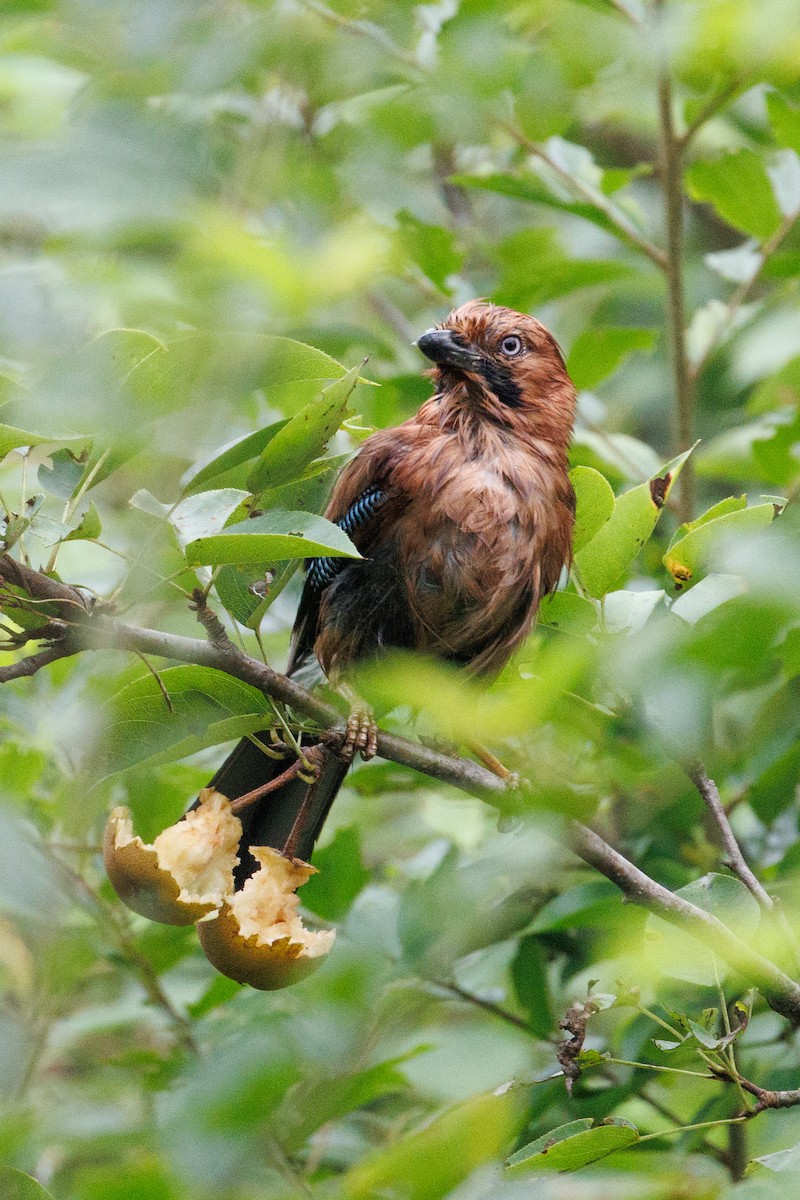 Eurasian Jay - ML620886791