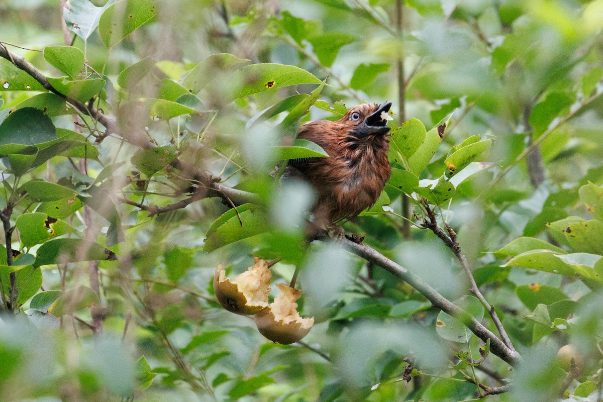 Eurasian Jay - ML620886792