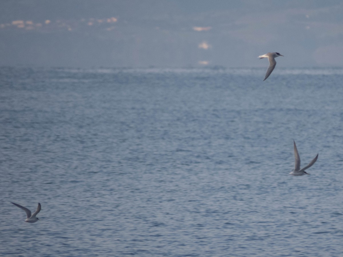 Little Tern - ML620886794