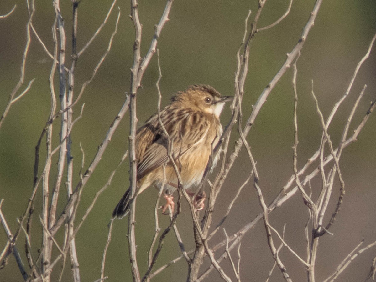 Cetti's Warbler - ML620886801