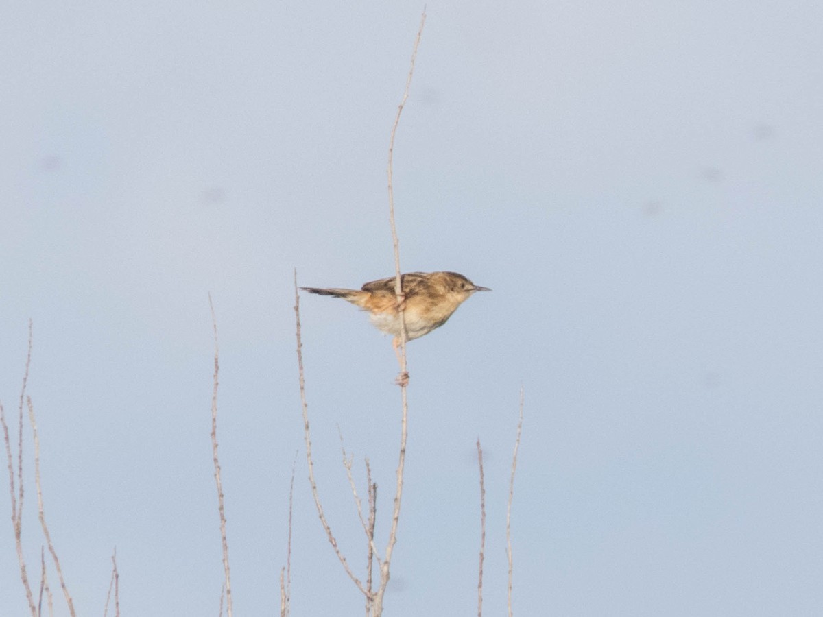 Cetti's Warbler - ML620886802