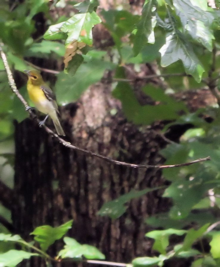 Yellow-throated Vireo - ML620886805